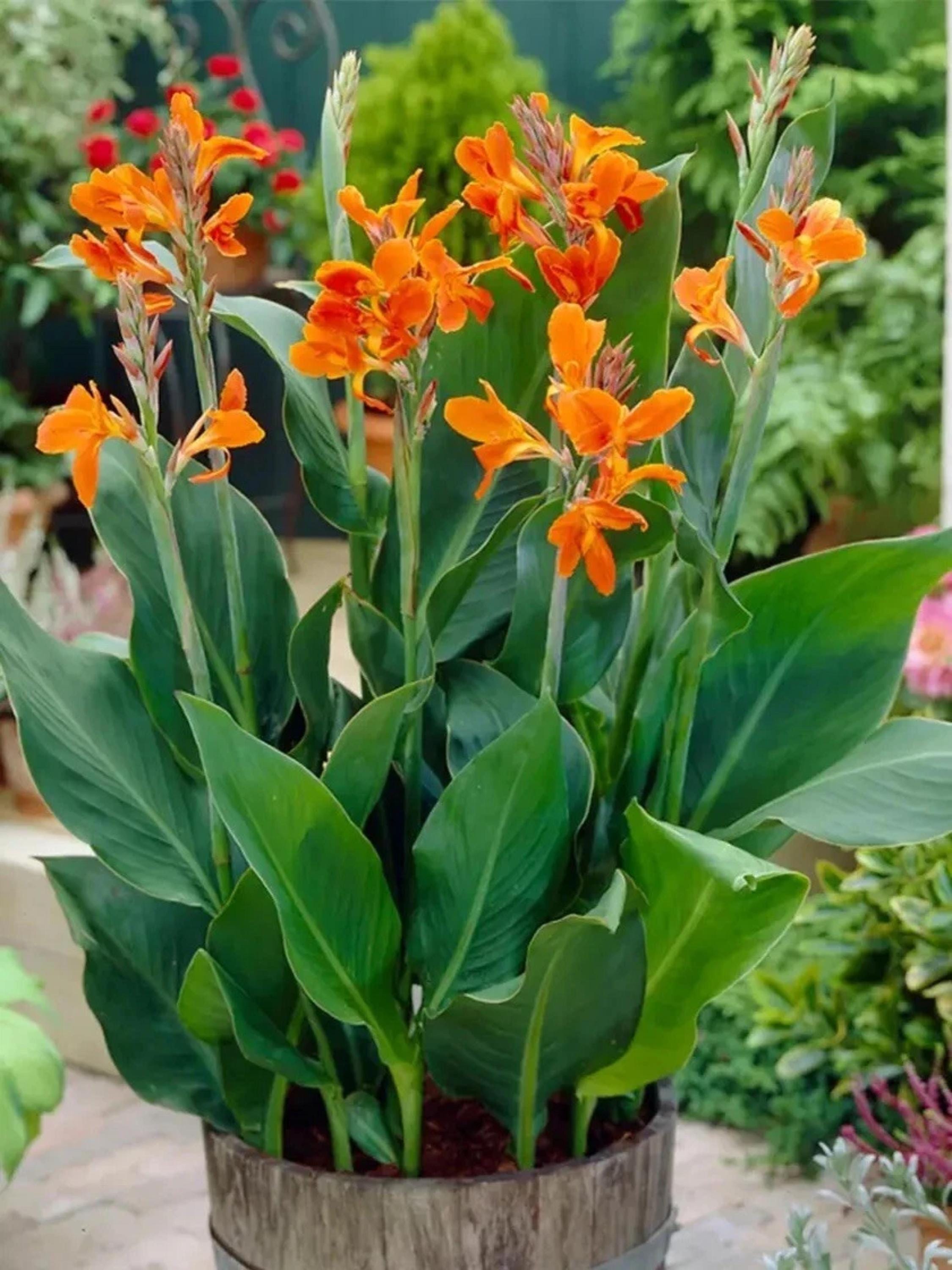Canna Lily Orange Bloom Seeds | Stuttgart Canna | Tropical Garden