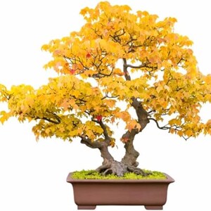 May include: A bonsai tree with vibrant yellow leaves, set in a brown rectangular pot. The tree's branches are intricately shaped, and the leaves create a full, rounded canopy. The pot is filled with green moss.
