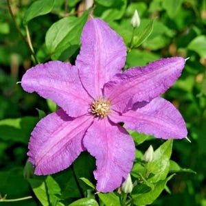 May include: A close-up of a vibrant purple clematis flower with six petals, showcasing a textured surface and a golden center. The flower is surrounded by lush green foliage and unopened buds, creating a natural, floral theme.
