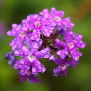 May include: Close-up of vibrant purple flowers with water droplets, showcasing intricate petal details. The flowers have a star-like shape and are set against a blurred green background, highlighting the natural beauty of the blossoms.