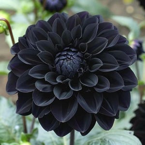May include: A close-up of a fully bloomed black dahlia flower. The flower has many layers of dark petals, with a tightly packed center. The petals are a deep, velvety black, and the flower is in full bloom. The background is blurred, with hints of green.