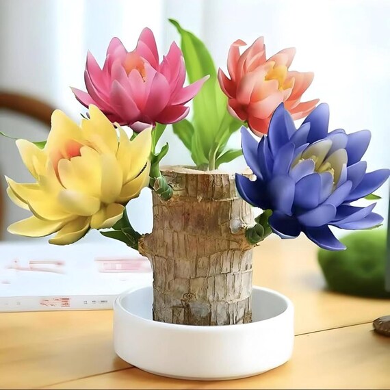 Mini Brazilian Wood Plant, Indoor Office Lucky Decor, Desk Plant