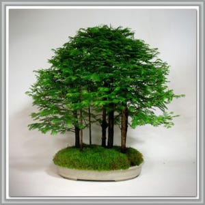 bambus ausrotten Bambusmatte Natur Halbrund