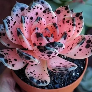 May include: Close-up of a succulent plant in a terracotta pot. The plant features pink leaves with black spots, creating a unique speckled pattern. The succulent is a vibrant addition to any indoor or outdoor space.