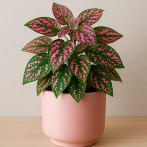 May include: A potted polka dot plant, featuring green leaves speckled with pink spots. The plant sits in a light pink ceramic pot on a wooden surface. The background is a neutral, off-white color.