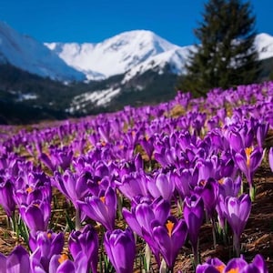 May include: A vibrant field of purple crocus flowers in full bloom, with bright orange centers, under a clear blue sky. Snow-capped mountains and a tall evergreen tree are visible in the background, creating a scenic landscape.