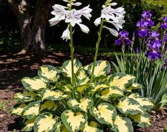 Hosta Seeds Perennial Shade Garden Plant