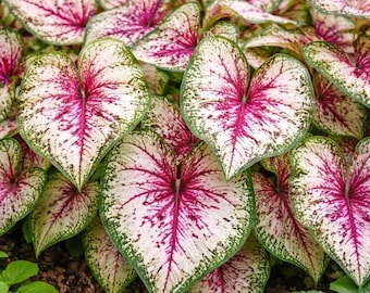 Bulbi di Caladium Wine Splashed – Pianta tropicale da giardino con foglie maculate di pregio
