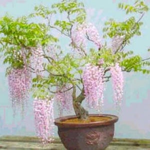 modern bonsai Modern Zen Desktop Garden ‎with mini bonsai plant