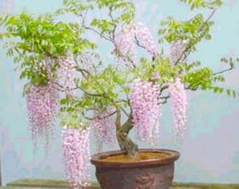 Rare Pink Wisteria Bonsai Seeds – 5 Japanese Floribunda