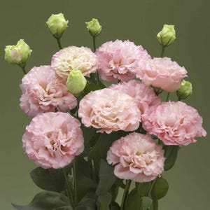 May include: A bouquet of pink and cream-colored Lisianthus flowers with green buds and stems. The flowers have multiple layers of delicate petals, and the background is a solid green.