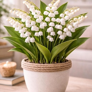 May include: A potted lily of the valley plant with white bell-shaped flowers and green leaves. The plant is in a white pot with a decorative rope trim. The plant is on a wooden surface.