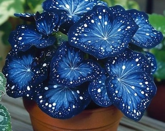 Blue Coleus 25 Seeds: Rare Ornamental Foliage, Colorful Shade Plant - Etsy
