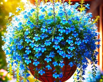 Lobelia 'blue Moon' - Etsy