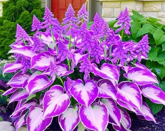 Hosta Seeds Perennial Shade Garden Plant