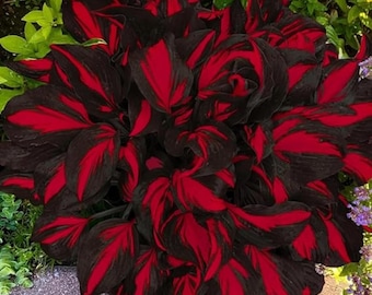 Hosta Seeds Perennial Shade Garden Plant