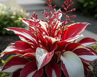 Hosta Seeds Perennial Shade Garden Plant