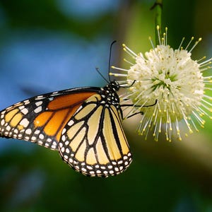Pode incluir: Uma borboleta monarca com asas estampadas em laranja, preto e branco pousa em uma flor branca com estames amarelos. A borboleta está em perfil, com as asas parcialmente abertas. O fundo é uma mistura desfocada de verde e azul.