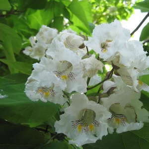 May include: Close-up of white flowers with ruffled petals, featuring yellow and purple markings. The flowers are surrounded by large, green leaves, creating a natural and vibrant scene. The image captures the delicate beauty of the blossoms.