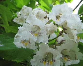 Northern Catalpa (Catalpa Speciosa) 20 seeds