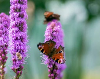 Dense Blazing Star (Liatris Spicata) 10 Seeds