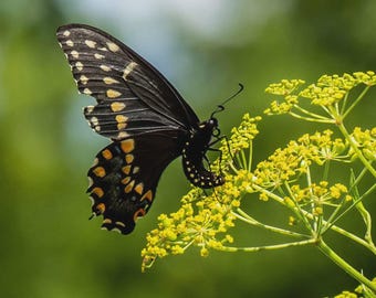 Gold-Alexander (Zizia Aurea) 10 Samen