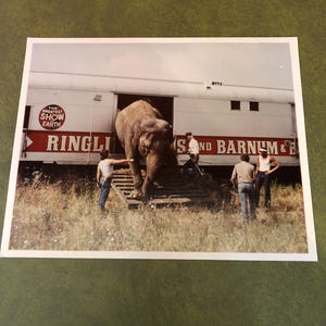 1970s Ringling Brothers Barnum and Bailey circus elephant photograph