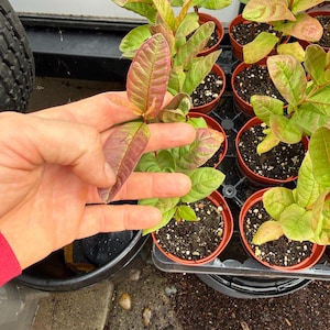 May include: Close-up of guava plant seedlings in small brown pots. The leaves are a mix of green and reddish-purple, with visible veins. The plants are in a black tray, ready for transplanting. The image shows the beginning of a guava plant.
