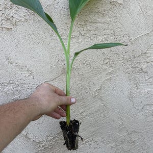 May include: A young banana plant with three elongated, vibrant green leaves extending from a central stalk. The base of the plant features a small, compact root ball encased in dark, moist soil, ready for transplanting into a larger container.
