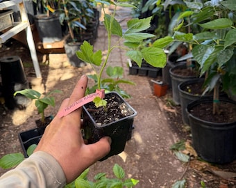 Haskap Berry Plants (Honeyberry) – Cold Hardy Superfruit Shrubs. 8 Varieties to choose from