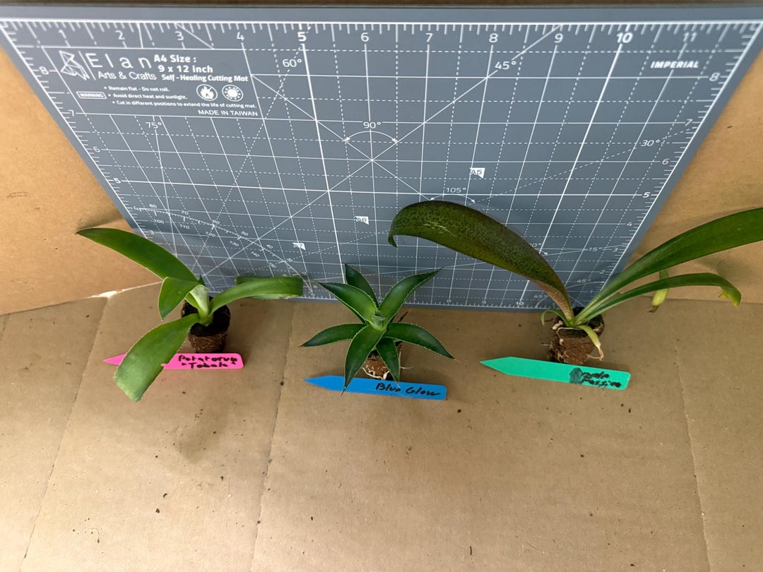 Agave Designer Contrast Set (3 Plants) - Etsy