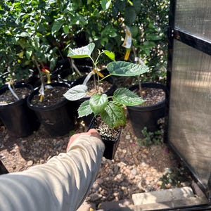 Pakistan Mulberry tree. Starter tree. Morus Alba