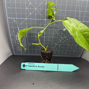 passion Fruit vine, plant. “Bounty” variety. 3 plant pack