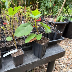 May include: Close-up of small fig tree saplings in black square pots. The saplings have large, green leaves and are labeled with plant names. The background includes other plants and a gravel surface.