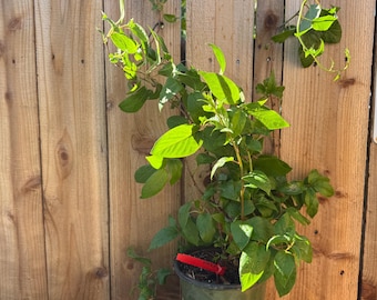 Kiwi berry plants/vines, Hardy Kiwi plants. 1 gallon 4 varieties to choose from