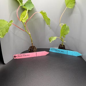 Vincent & Tomuri Fuzzy Kiwi Pair (Male + Female | Low-Chill Kiwi Vines)