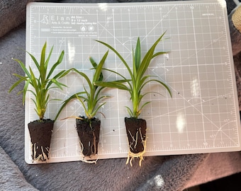 Pandan Plant, Live Starter plant