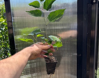 May include: A small potted plant with vibrant green leaves is held in front of a greenhouse. The plant is in a black square pot, and the leaves are a bright green color. The greenhouse has a black frame and clear, corrugated panels.