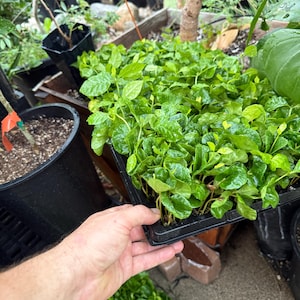 May include: A black plastic nursery tray filled with numerous small coffee plant seedlings featuring vibrant green, glossy, oval-shaped leaves. The seedlings are densely packed together, showing delicate stems and fresh foliage, ready for transplanting into individual pots.