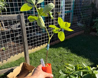 Avocado Trees, Grafted.  Different Varieties Available
