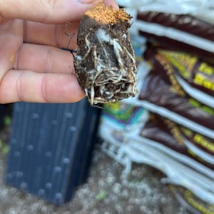 May include: A small plant cutting with green leaves and a reddish stem, held in a person's hand. The roots are visible, surrounded by a brown growing medium. The background is blurred, suggesting an outdoor setting.