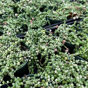 Puede incluir: Vista aérea de múltiples macetas verdes pequeñas llenas de suculentas String of Pearls. Las plantas tienen hojas pequeñas, redondas, en forma de cuentas con patrones abigarrados blancos y verdes. Algunas plantas tienen pequeños tallos florales de color blanco rosado.