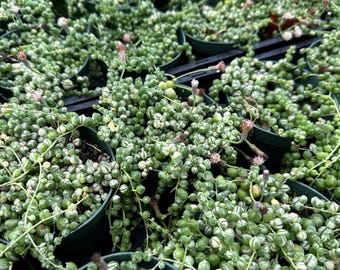 Pstrokaty sznur pereł 4” – Senecio Rowleyanus, zwisający sukulent, łatwa w pielęgnacji roślina żywa