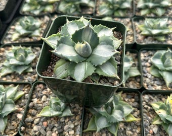 Różnobarwna agawa karłowata 3,5” – Agawa isthmensis „Ohi Raijin Shiro Nakafu”, rzadki soczysty