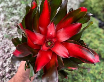 Neoregelia Medusa Bromeliad 6” – Kolorowa roślina doniczkowa, tropikalna roślina doniczkowa, żywa bromelia