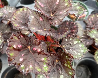 Begonia królewska Boston Cherries n Chocolate 4” – kolorowa roślina doniczkowa o liściach, łatwa w pielęgnacji