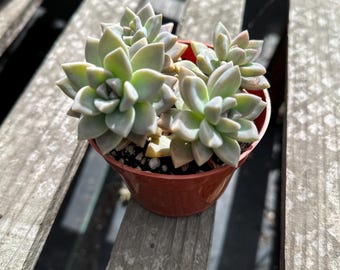 Roślina widmo – 4” Graptopetalum paraguayense, łatwa w pielęgnacji sukulent