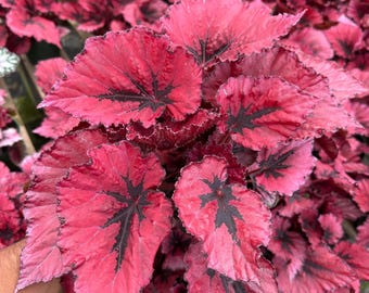 Begonia królewska ‘Miami Storm’ – żywa roślina 4” – łatwa w pielęgnacji roślina doniczkowa