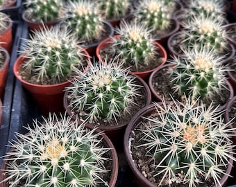 Złoty kaktus beczkowaty 4” – Echinocactus grusonii, okrągły kaktus, łatwa w pielęgnacji żywa roślina kaktusowa