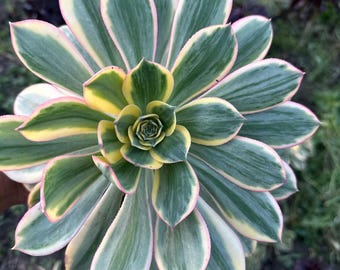 Sadzonka Sunburst Aeonium Rosette – pstrokata, 15 cm, sukulent